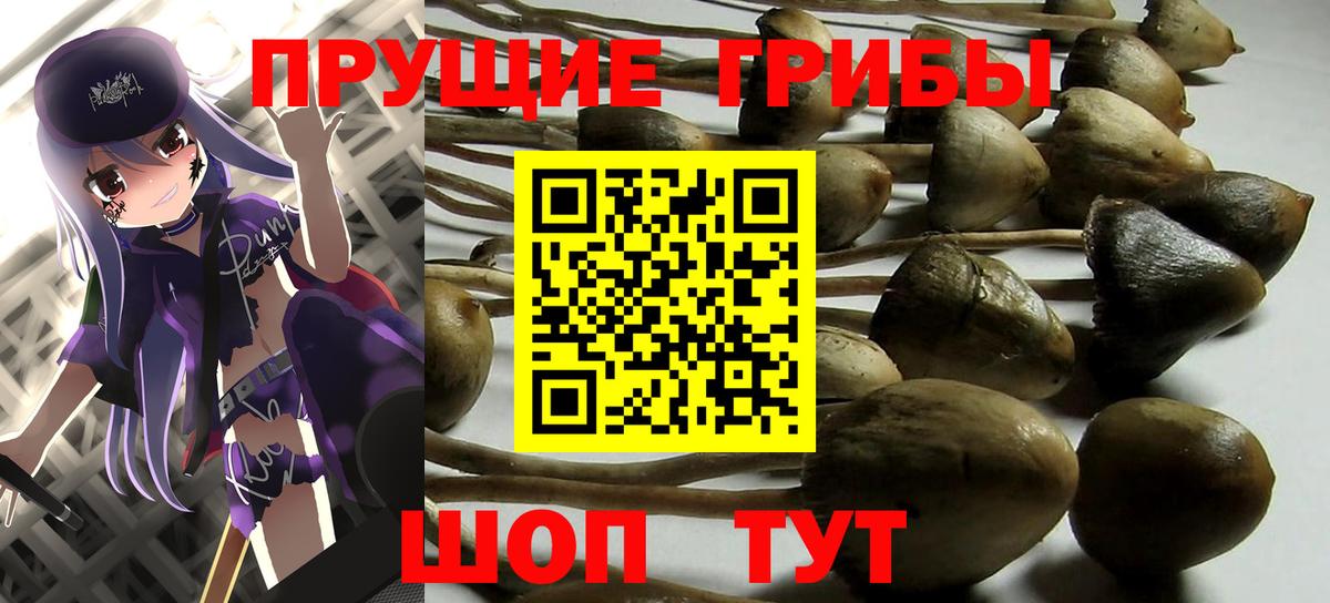 Шарыпово  Галлюциногенные грибы Cubensis  Вход с VPN 